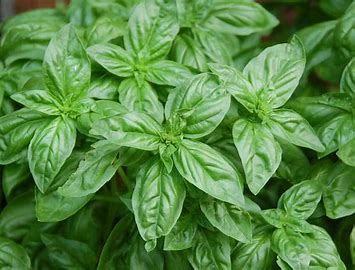 Ocimum Sanctum Leaf Extract Powder