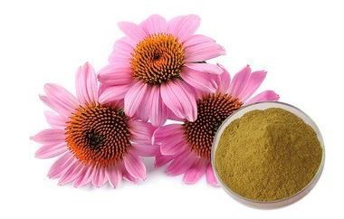 Echinacea Purpurea Extract Powder