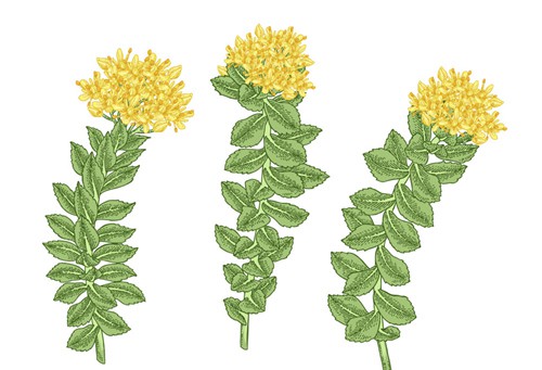 Rhodiola Rosea