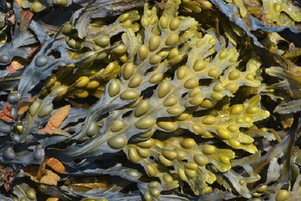 Fucus Vesiculosus: مزایا و عوارض جانبی آن چیست؟