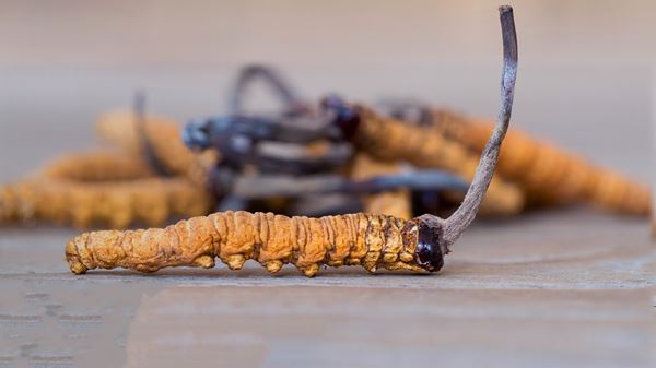 روند مواد تشکیل دهنده قارچ Cordyceps در سال 2022